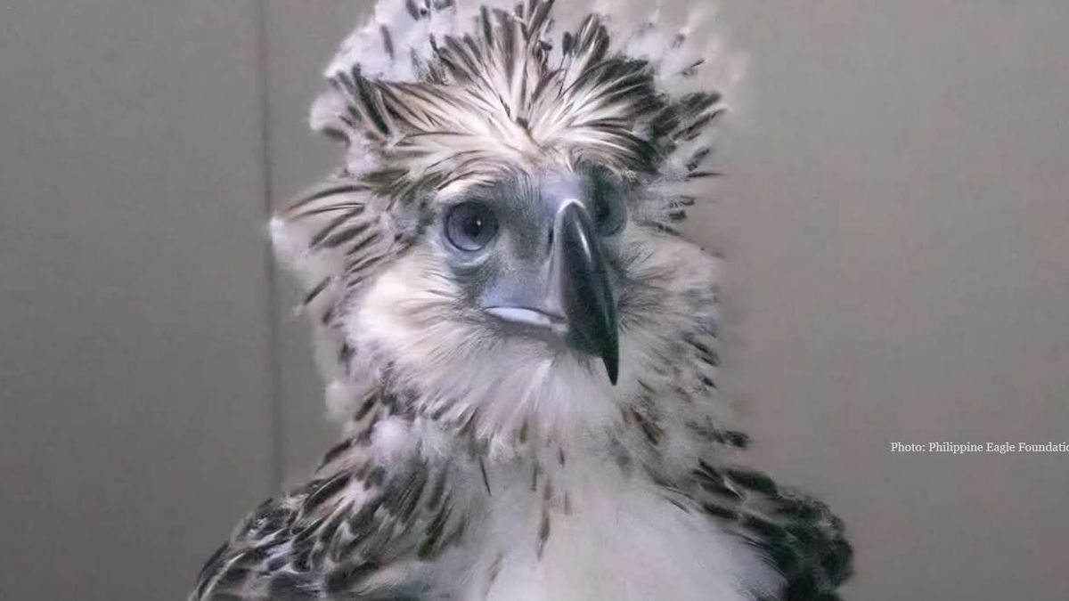 Češi pomohli s úspěšným odchovem mláděte vzácného orla opičího na Filipínách